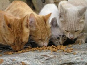 Valenza, sono 432 i gatti randagi