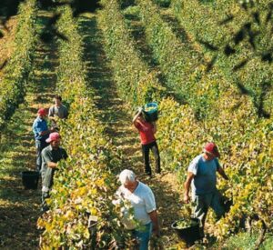 Coldiretti: “vendemmia alle porte, manca la manodopera”