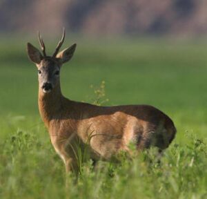 Valenza, capriolo in via Noce: stamattina strada chiusa