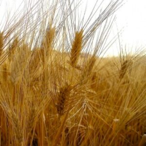 Grano, Coldiretti presenta Gran Piemonte: “Contro le importazioni selvagge”
