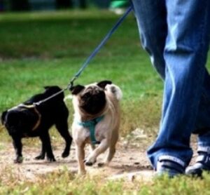 Dna e anagrafe canina: oltre 200 mila euro di progetto. “Sono scelte politiche”