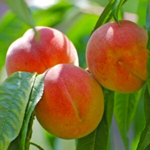 Sconvolgimenti climatici: andato perso un frutto estivo su tre