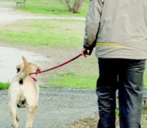 Alessandria, arriva il patentino per i proprietari di cani: corso gratuito