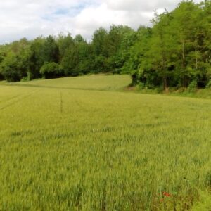 Tradizione contadina di primavera: riti e gesti della rinascita