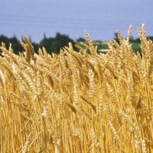 L’invasione del grano canadese preoccupa gli agricoltori