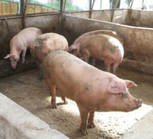 La Cina blocca la carne suina, timori tra gli allevatori