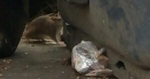 Via Gandolfi invasa dai topi