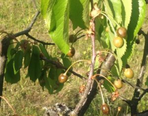 La patria delle ciliegie fa i conti con la gelata
