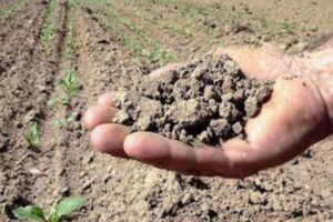 L’allarme di Coldiretti: “Caldo e niente pioggia, difficoltà per coltivazioni”