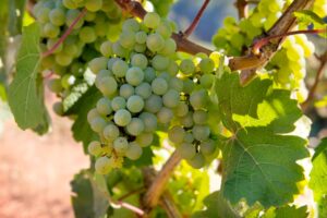 Vendemmia 2023, Coldiretti Alessandria: «Buona annata nonostante la siccità»
