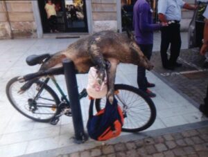 Il cinghiale? L’avrebbe portato anche sul treno…