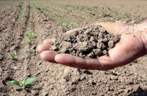 Siccità, Coldiretti lancia l’allarme: «A rischio i raccolti in Piemonte»