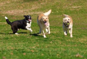 Aree cani ad Alessandria: bando per la gestione e sponsorizzazione degli spazi
