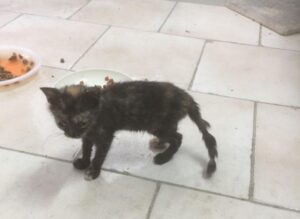 Sequestrati 21 gatti: una persona denunciata per maltrattamenti