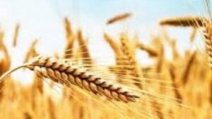 La ripresa del grano: annata positiva