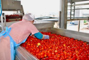 Raccolta pomodoro: si prospetta un calo, ma Alessandria c’è