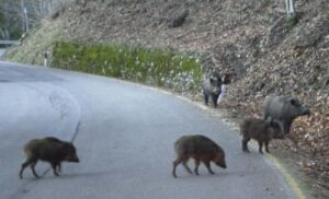 Quattro nuovi casi di peste suina in Piemonte. Uno nell’Alessandrino