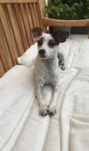 Cane ai giardini: redarguita. Intanto i tossici…