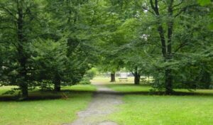 Carabinieri Forestali, due piante a dimora per il bosco diffuso