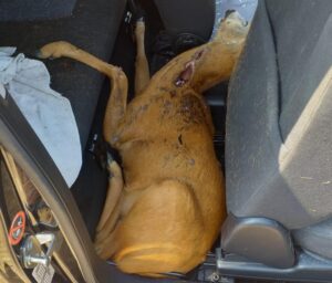 Capriolo sfonda parabrezza e muore in auto
