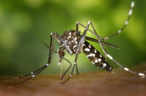 Disinfestazione straordinaria anti zanzara tigre a Casale