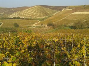 Braccio di ferro Usa-Cina, si avvantaggia il vino piemontese
