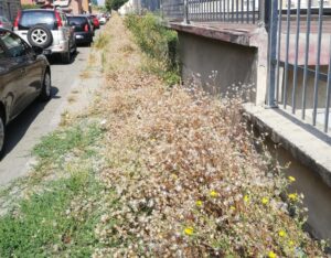 “Benvenuti nella giungla”: assurda situazione nelle vie della città