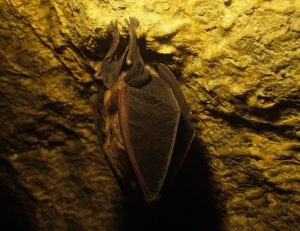 Una notte dedicata all’incredibile mondo dei pipistrelli