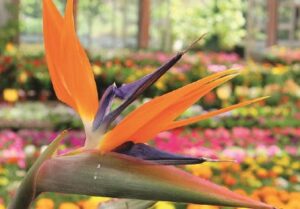 Cena benefica, fiori e sagre nel primo weekend di settembre