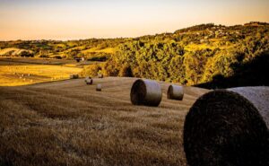 Basta grano. È arrivata l’era di ulivi e nocciole