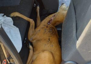 Cinghiali e caprioli: in soli sei mesi ben 153 incidenti