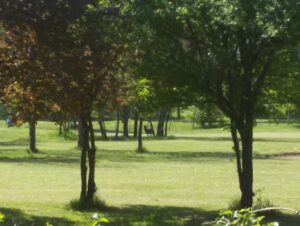 Nuovo gestore per il golf: tra le proposte anche un agriparco