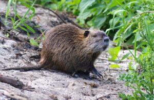 Cinghiali, caprioli, volpi e… La geografia degli animali più prolifici