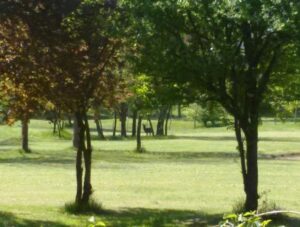 Debito del golf, una soluzione che non piace al centrosinistra