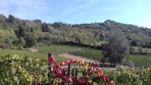 Vendemmia 2024, al via la raccolta dell’uva tra speranze e timori