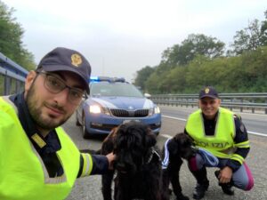 Cani accovacciati sotto il guard rail in autostrada, salvati
