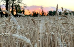 “Spot di Linea Verde su grano canadese un danno per la filiera”