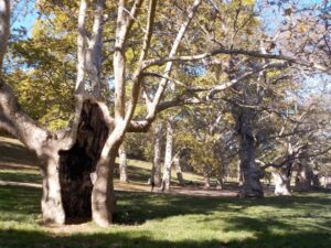 Dieci nuovi alberi coi soldi della senatrice M5S