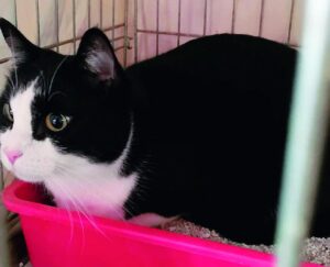 “Nessuna adozione. E pure due gatti abbandonati”