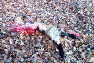 Lupi ancora a segno: sbranata una capra