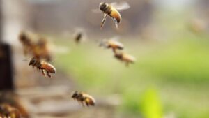 Finta primavera? Un pericolo per le api…