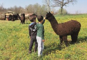 Dalle Ande a Quargnento: la lana degli dei con 27 alpaca