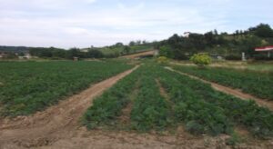 Nuovi sostegni per i giovani agricoltori