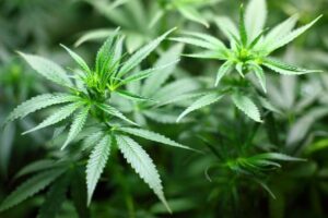 Alcune piantine di Cannabis rinvenute a Valenza