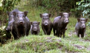 Peste suina, zero casi. Zone di restrizione, confini modificati