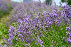 Quel viola che tanto piace (e porta quattrini)