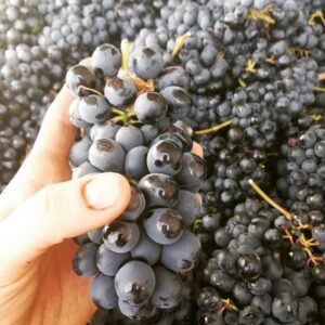 Barbera, Grignolino e non solo: in Monferrato si vendemmiano i rossi