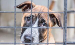 Deteneva 101 cani in condizioni incompatibili: condannata per maltrattamento