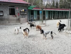 Canile, il bilancio: l’anno scorso adottati 65 quattro zampe