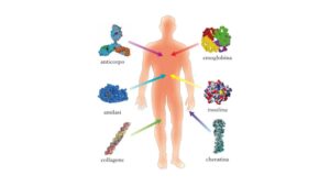 Proteine: i mattoni su cui poggia il nostro organismo